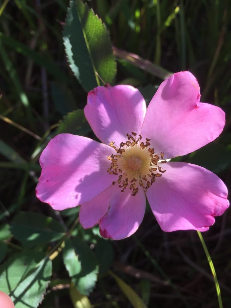 Prairie rose (Rosa arkansana var. suffulta)