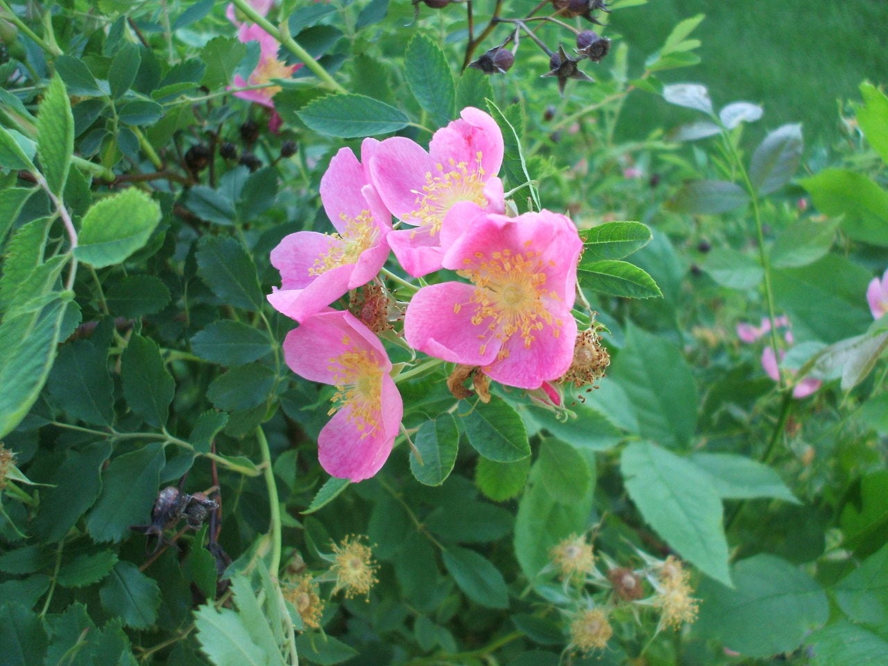 Prairie rose (Rosa arkansana)