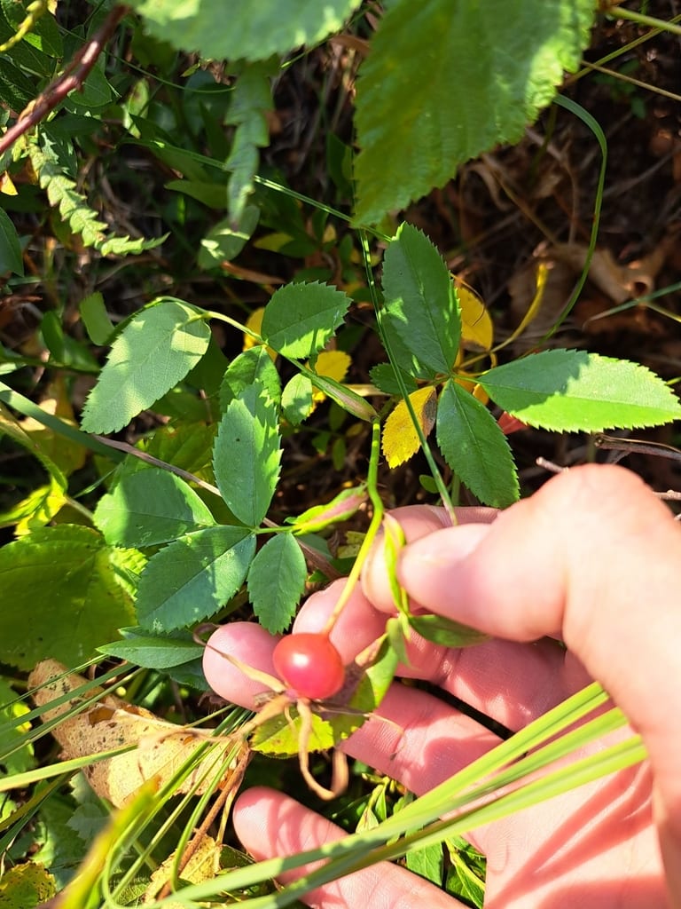 Smooth rose (Rosa blanda var. blanda)