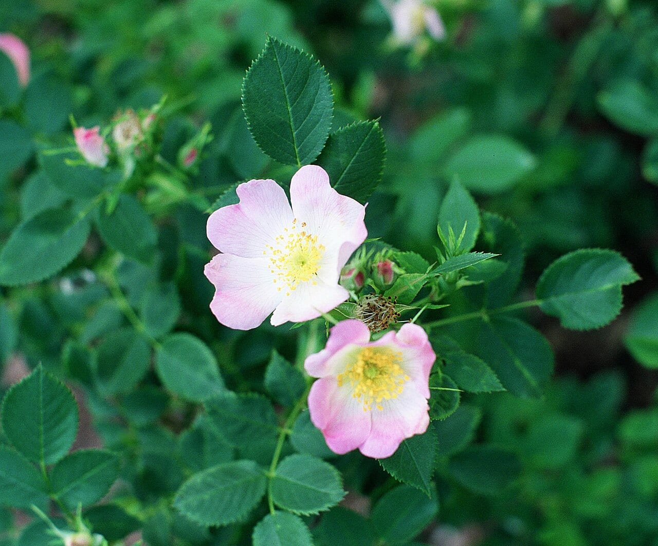 Smooth rose (Rosa blanda)