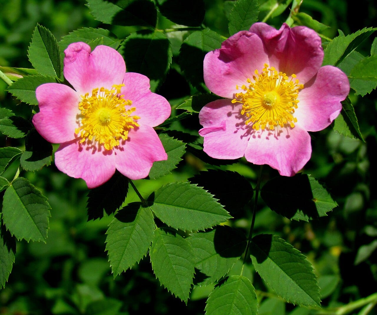 Carolina rose (Rosa carolina)