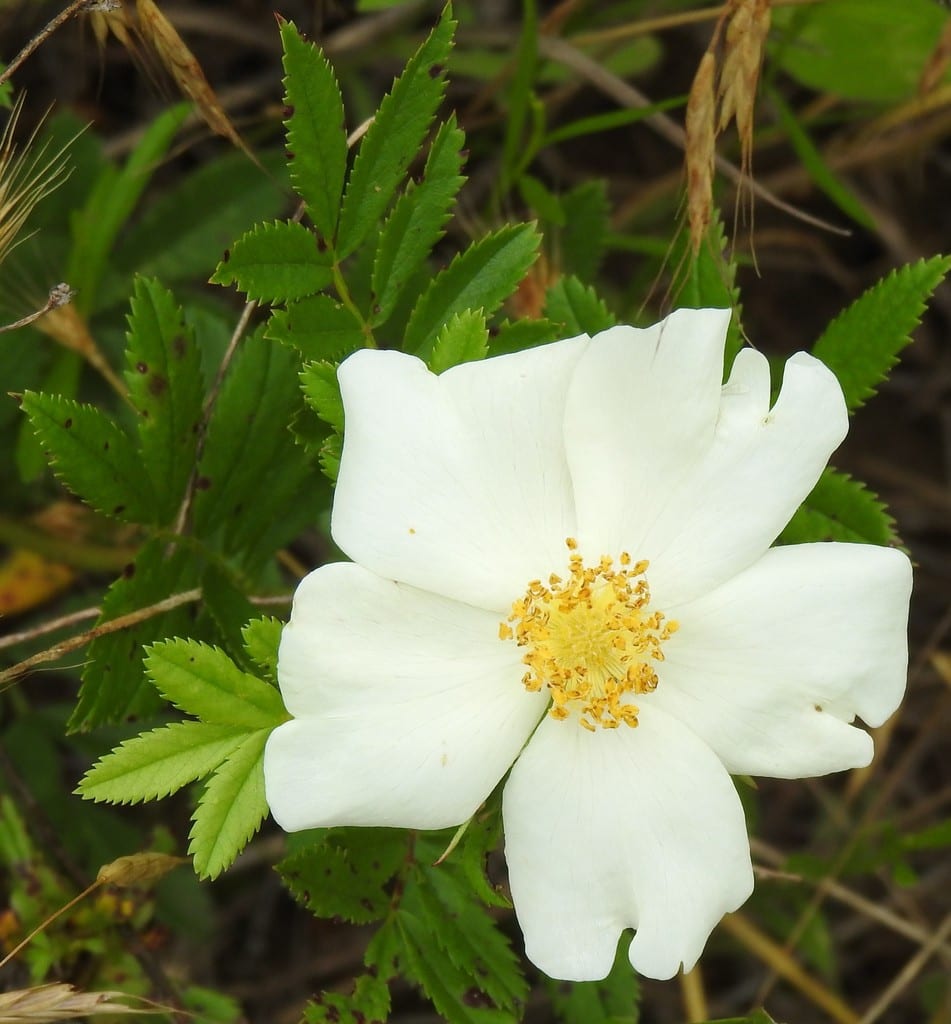 White prairie rose (Rosa foliolosa)