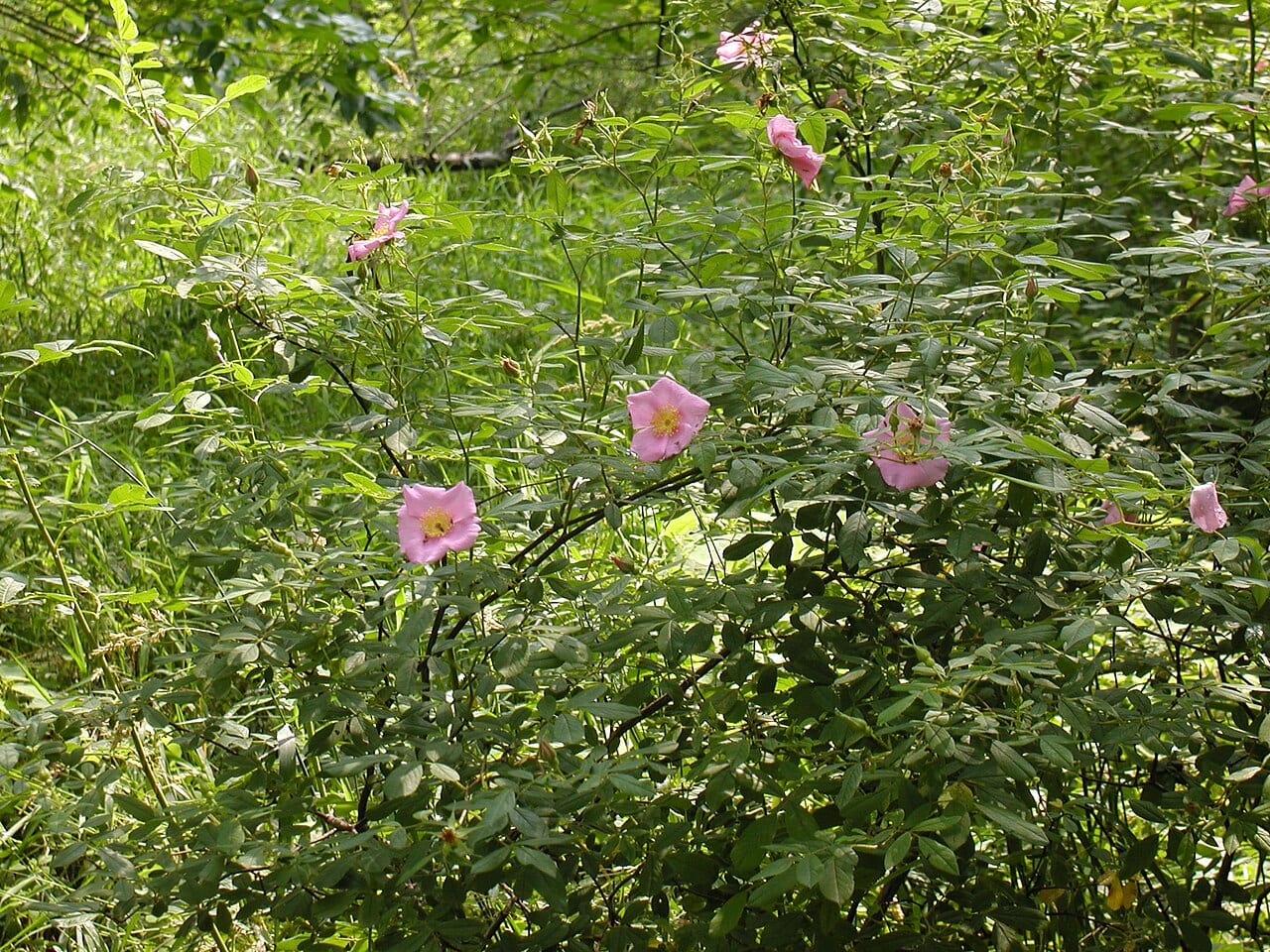 Swamp rose (Rosa palustris)