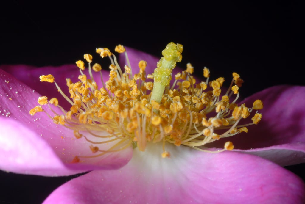 Climbing rose (Rosa setigera var. setigera)