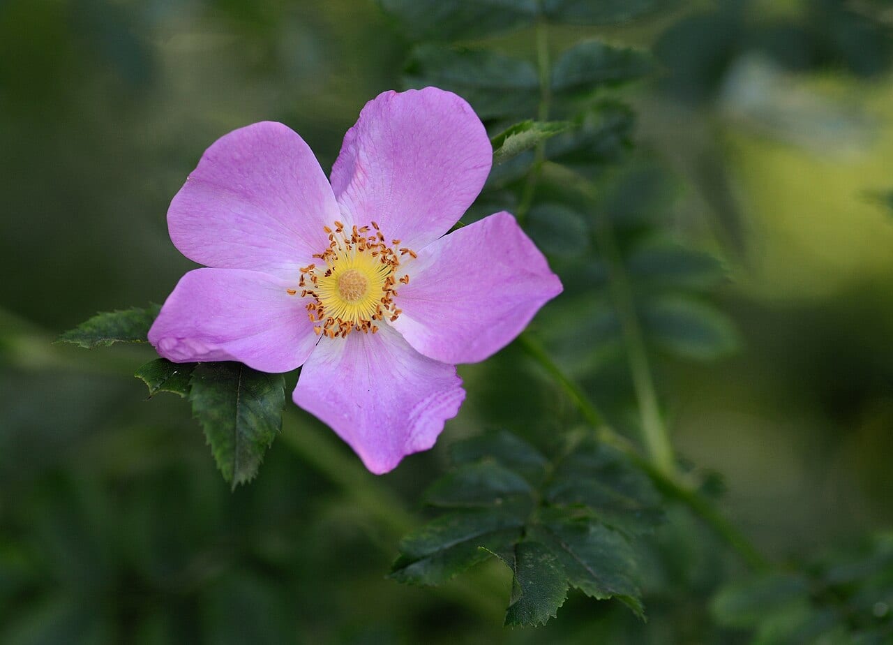 Virginia rose (Rosa virginiana)