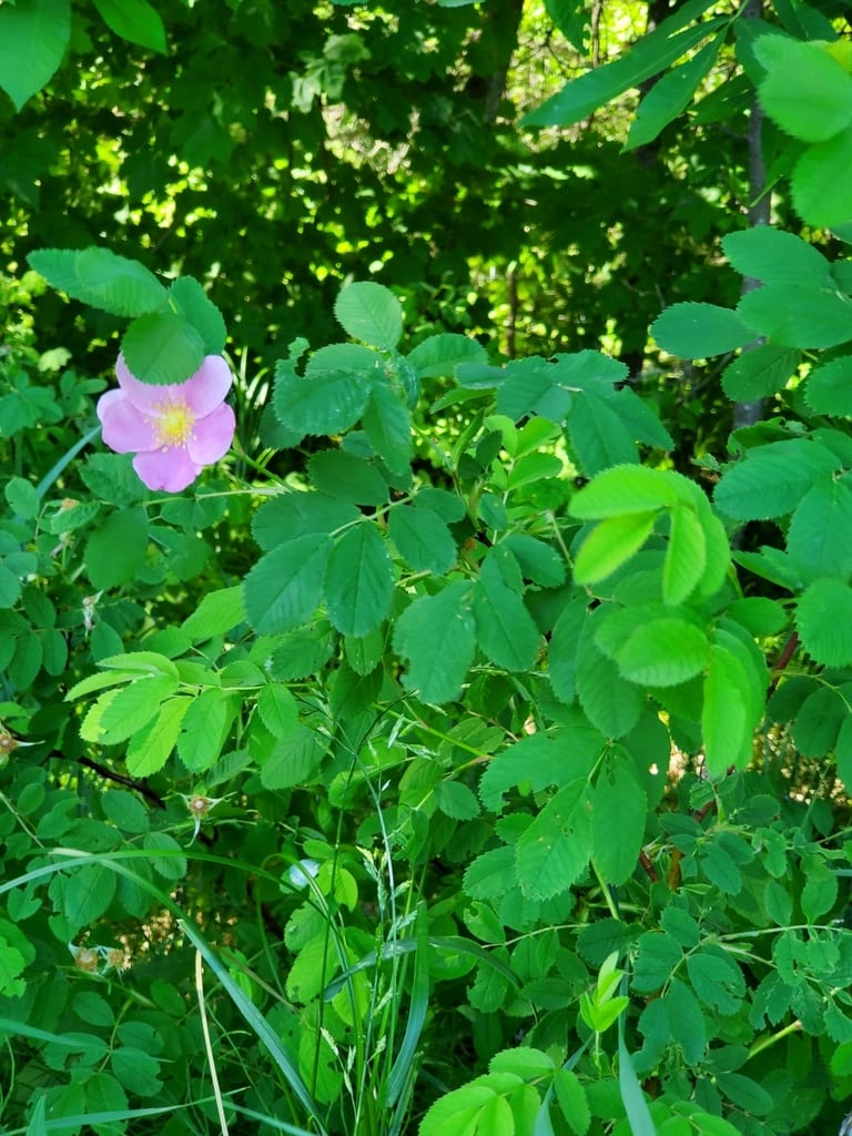 Woods' rose (Rosa woodsii var. woodsii)