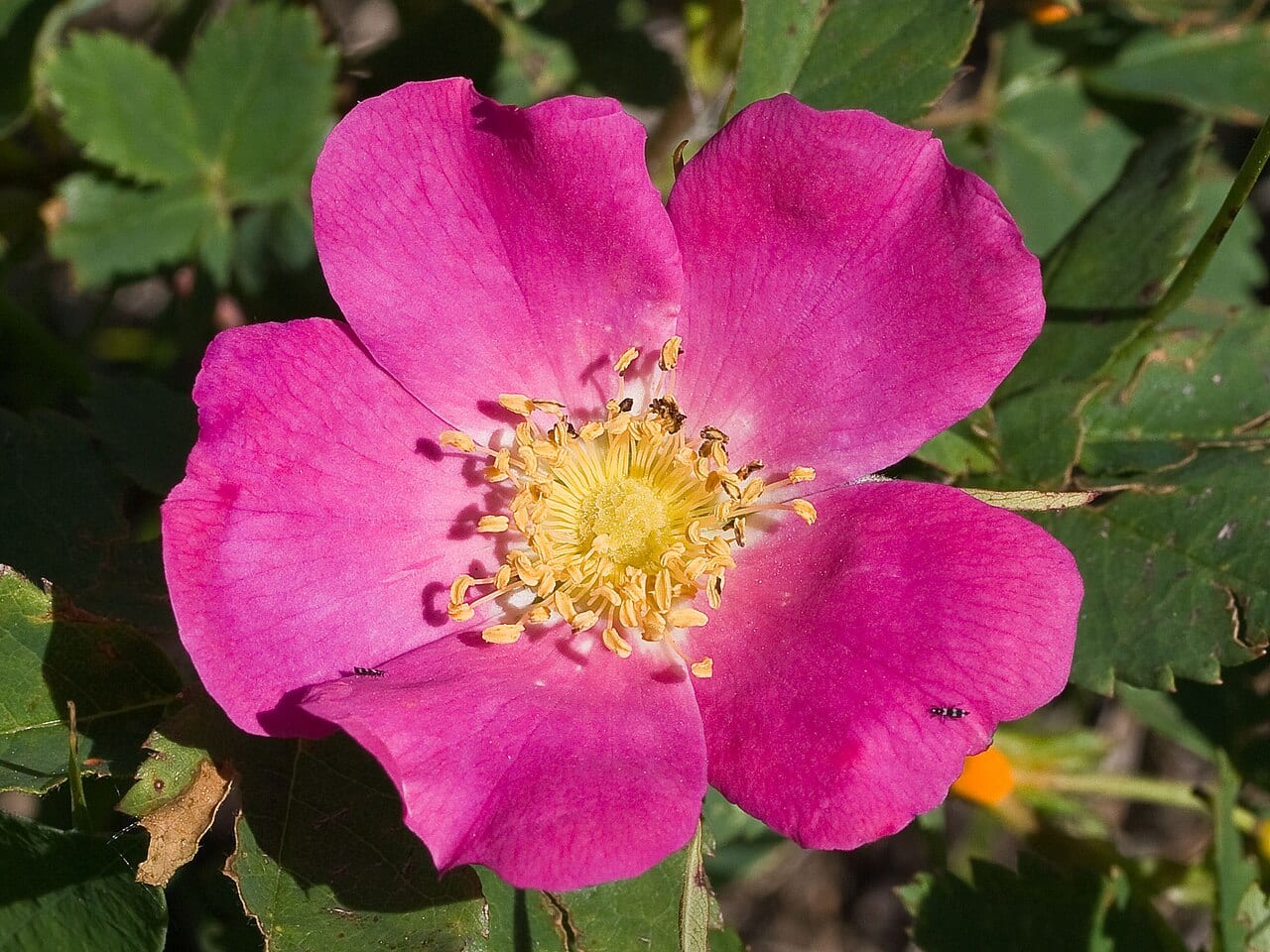 Woods' rose (Rosa woodsii)