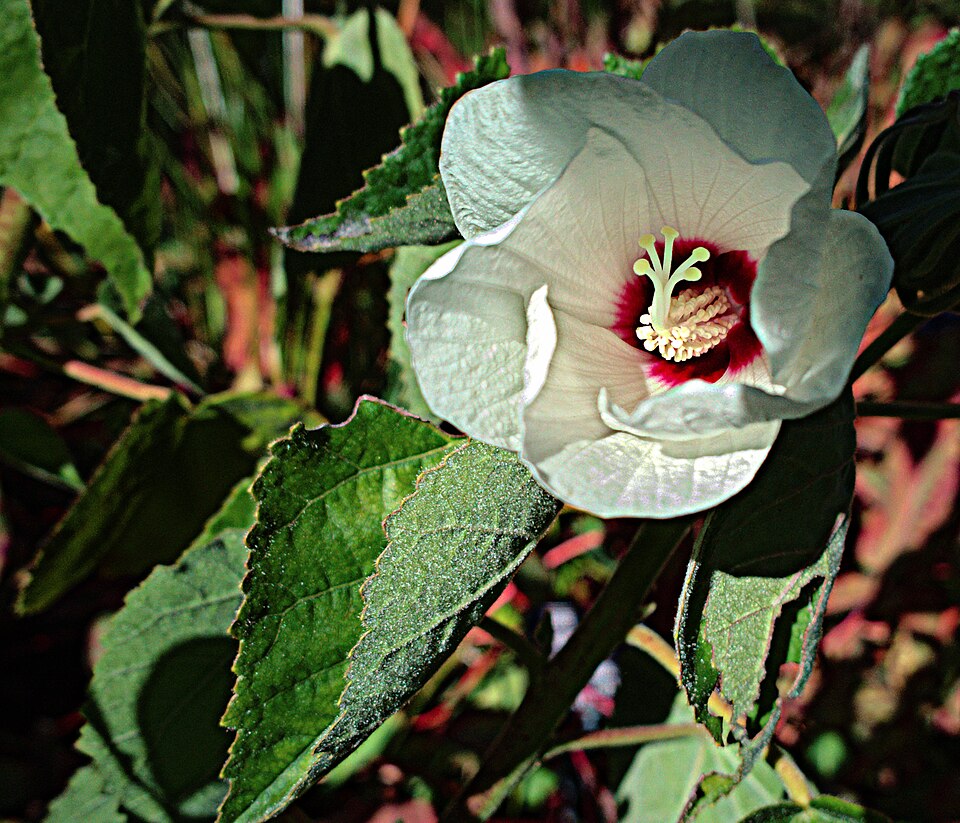 Rose Mallow (Hibiscus lasiocarpos) with an enormous pink flower and prominent crimson center eye