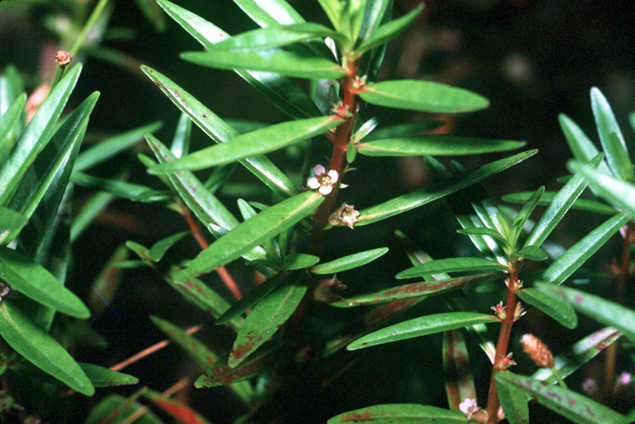Lowland rotala (Rotala ramosior)