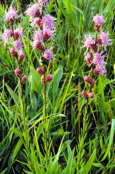 Rough Blazing Star (Liatris aspera) with button-like purple flower heads on an interrupted spike