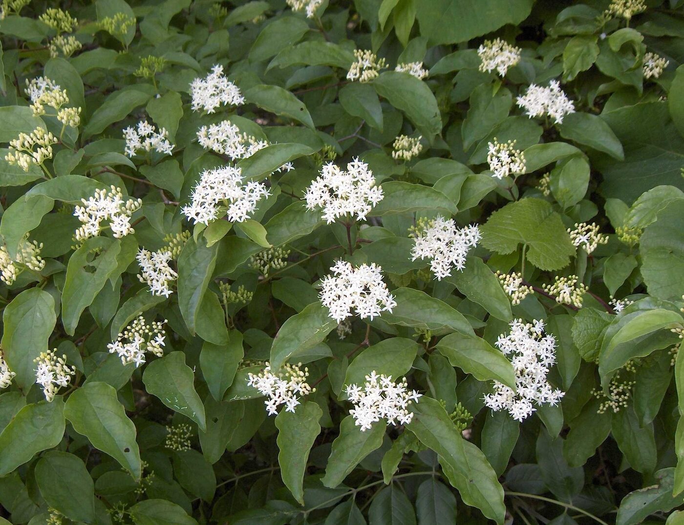 Roughleaf Dogwood (Cornus drummondii) &mdash; flat-topped white flower cyme on a thicket-forming prairie-edge shrub
