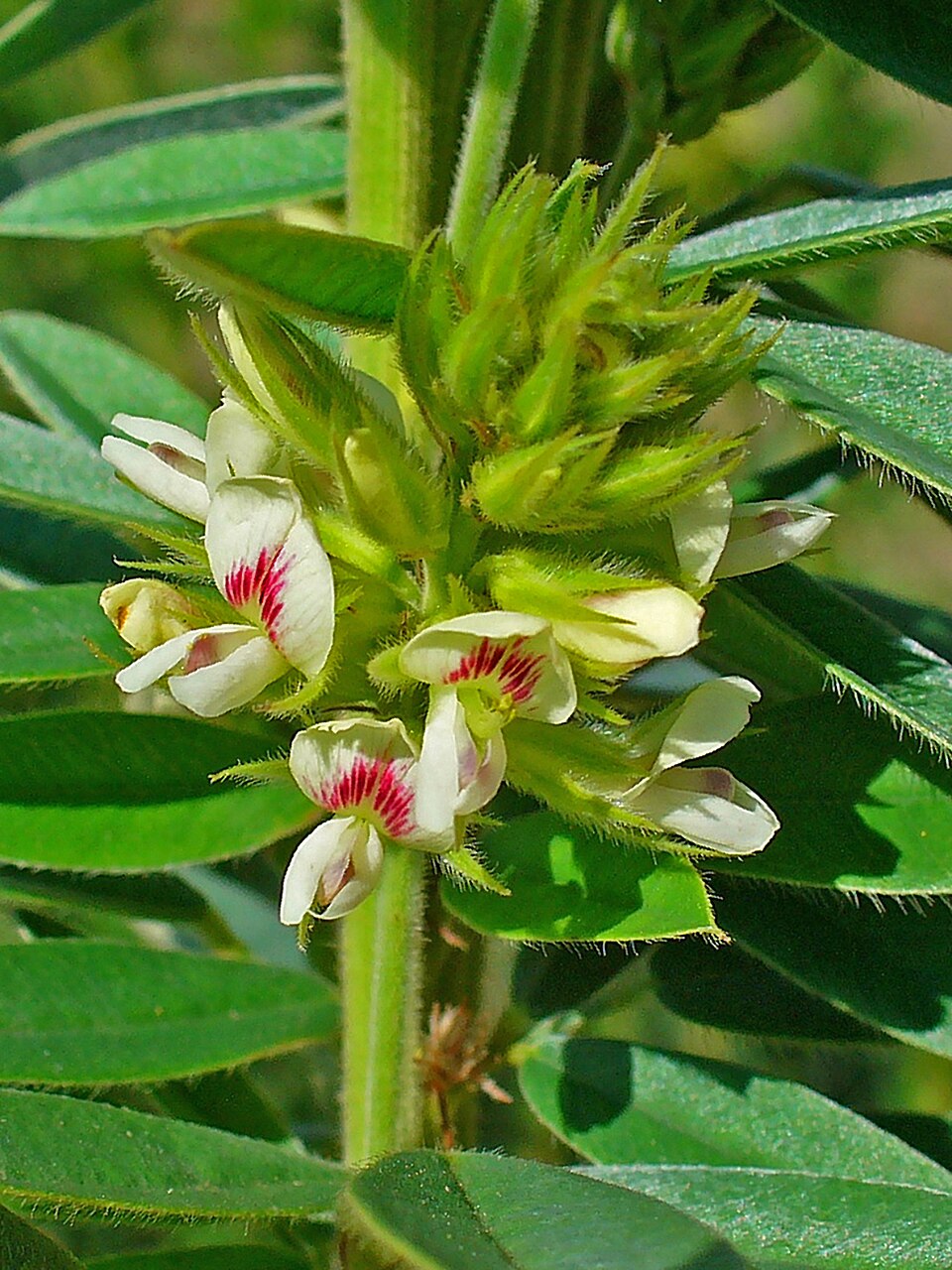 Roundhead Lespedeza (Lespedeza capitata) with silvery-green leaves and round clusters of cream flowers