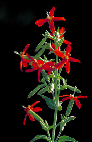 Royal Catchfly (Silene regia) with clusters of brilliant scarlet five-petaled flowers