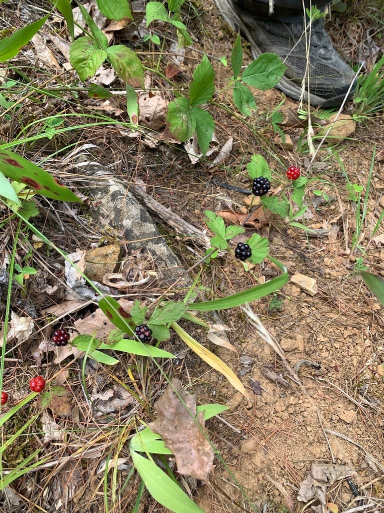 Garden dewberry (Rubus aboriginum)
