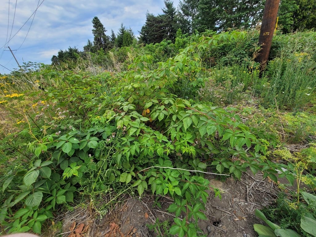 Allegheny blackberry (Rubus allegheniensis var. allegheniensis)