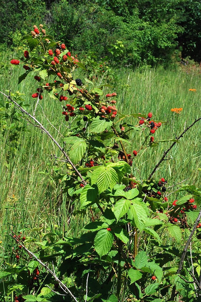 Allegheny blackberry (Rubus allegheniensis)