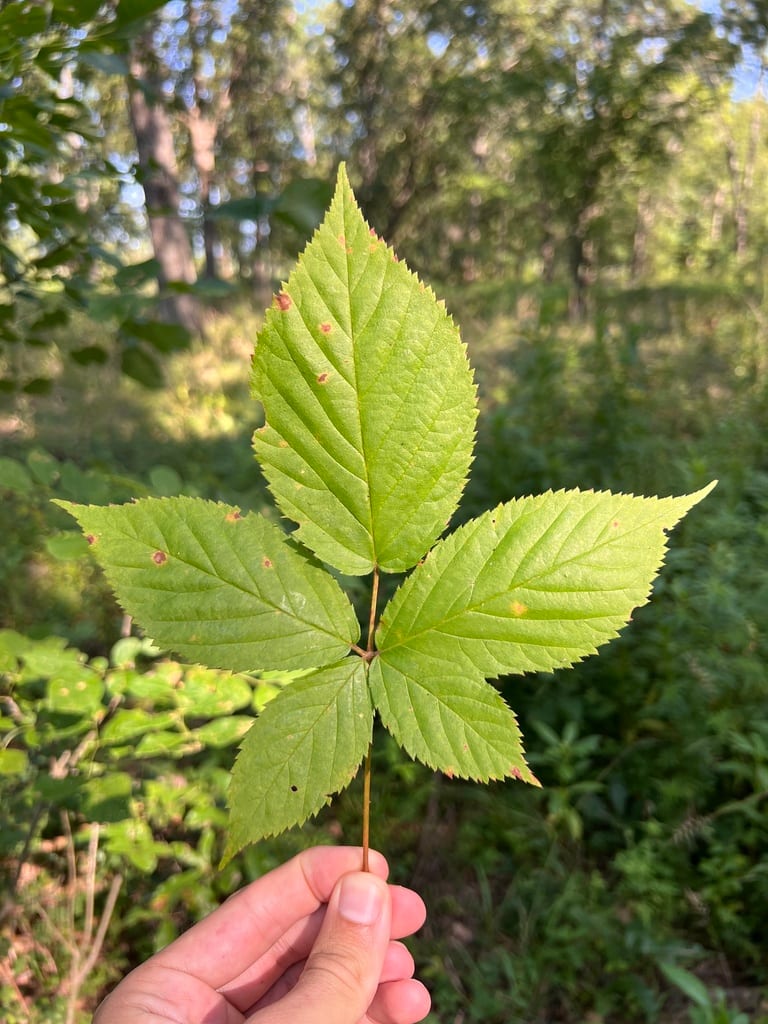 Oldfield blackberry (Rubus alumnus)