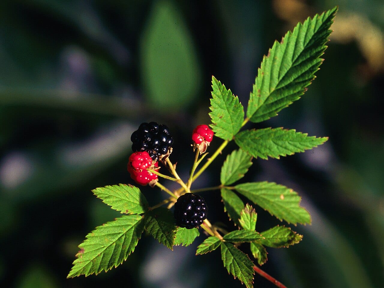 Northern dewberry (Rubus flagellaris)