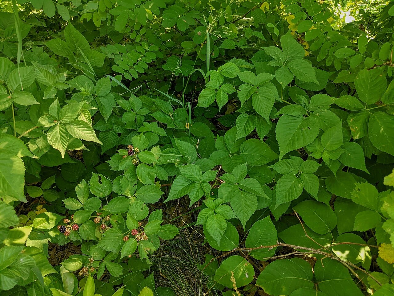 Yankee blackberry (Rubus frondosus)