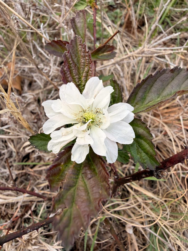 Windswept prairie dewberry (Rubus hancinianus)