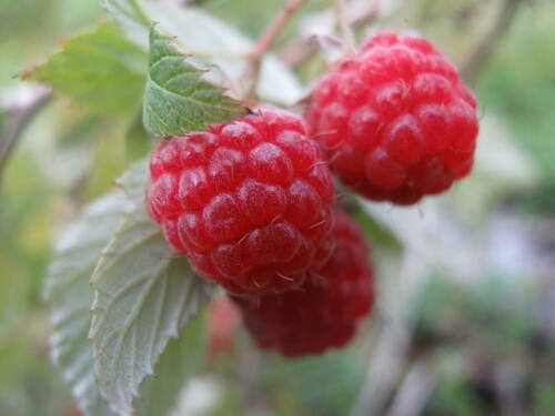 Grayleaf red raspberry (Rubus idaeus ssp. strigosus)