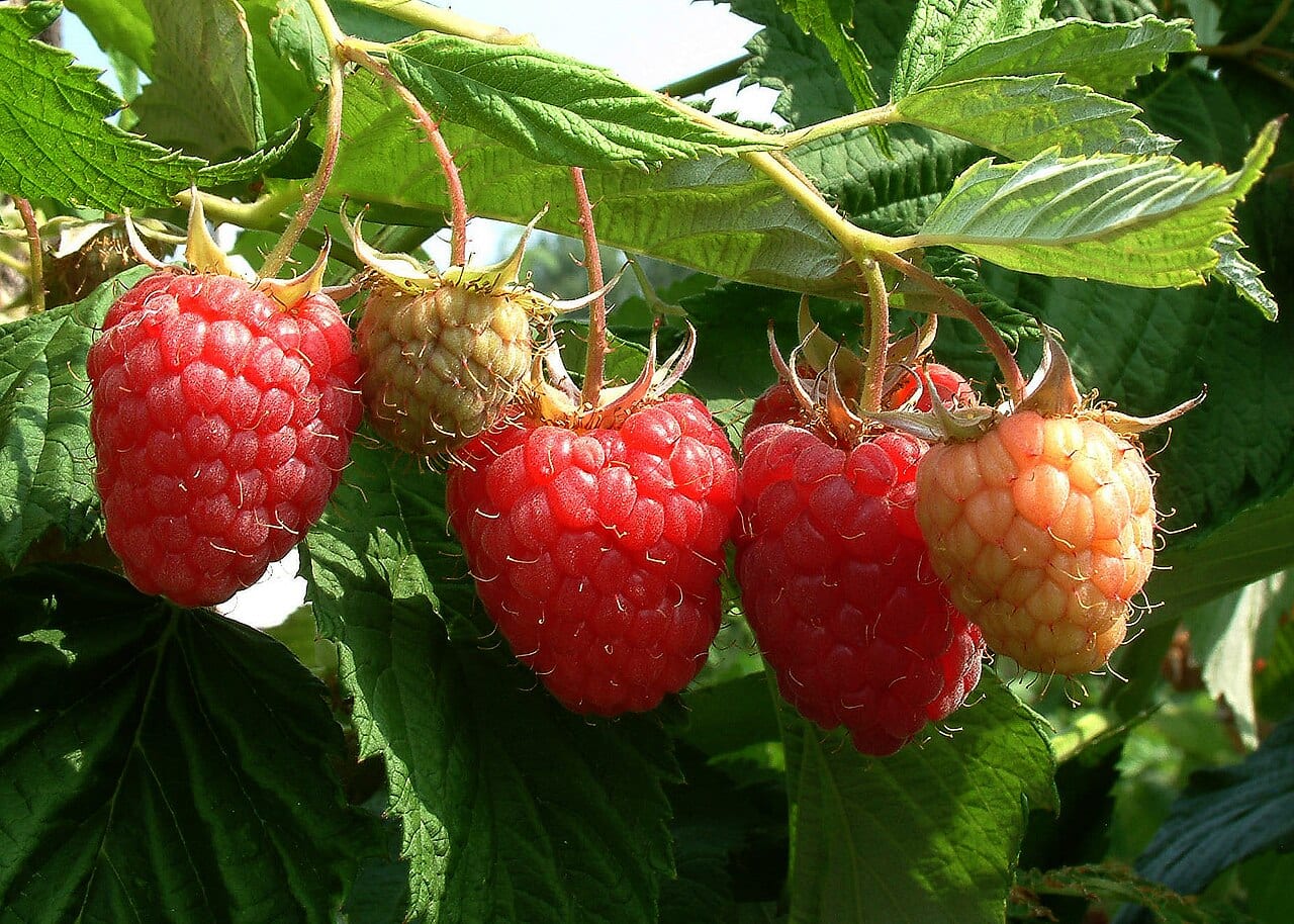 American red raspberry (Rubus idaeus)