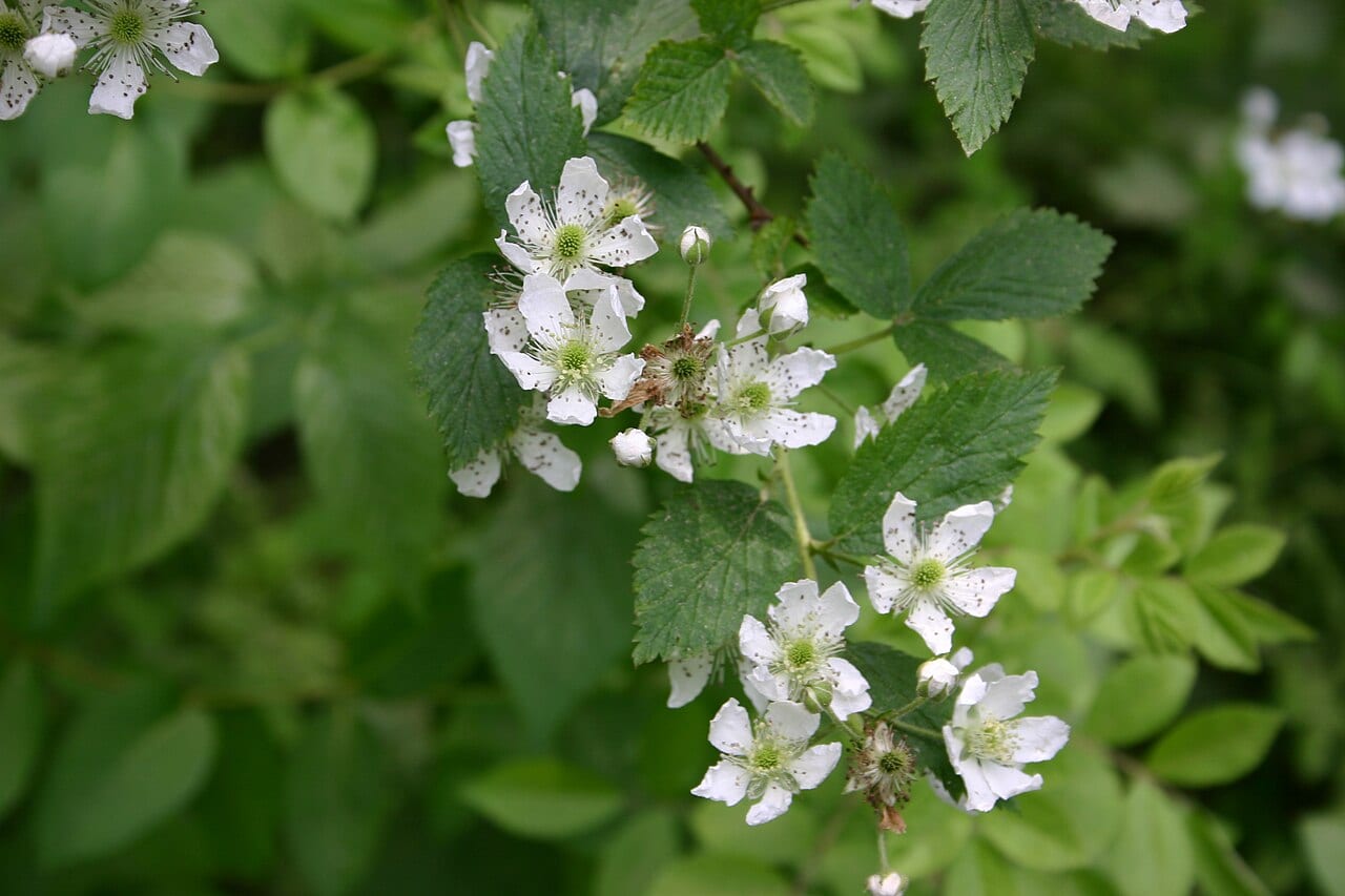 Posey county blackberry (Rubus impar)