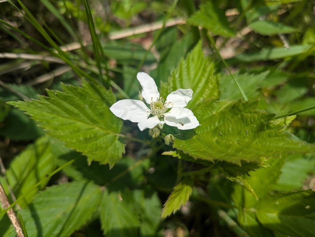 Ithaca blackberry (Rubus ithacanus)