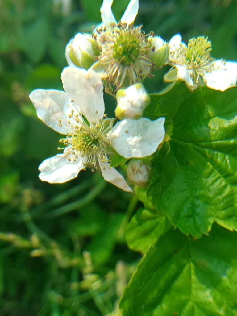 Plains blackberry (Rubus laudatus)