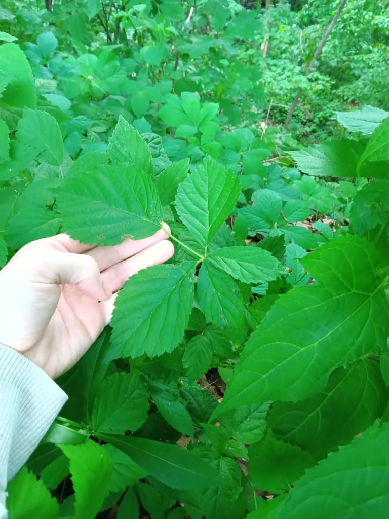 Dryslope dewberry (Rubus meracus)