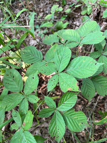 Softleaf blackberry (Rubus mollior)