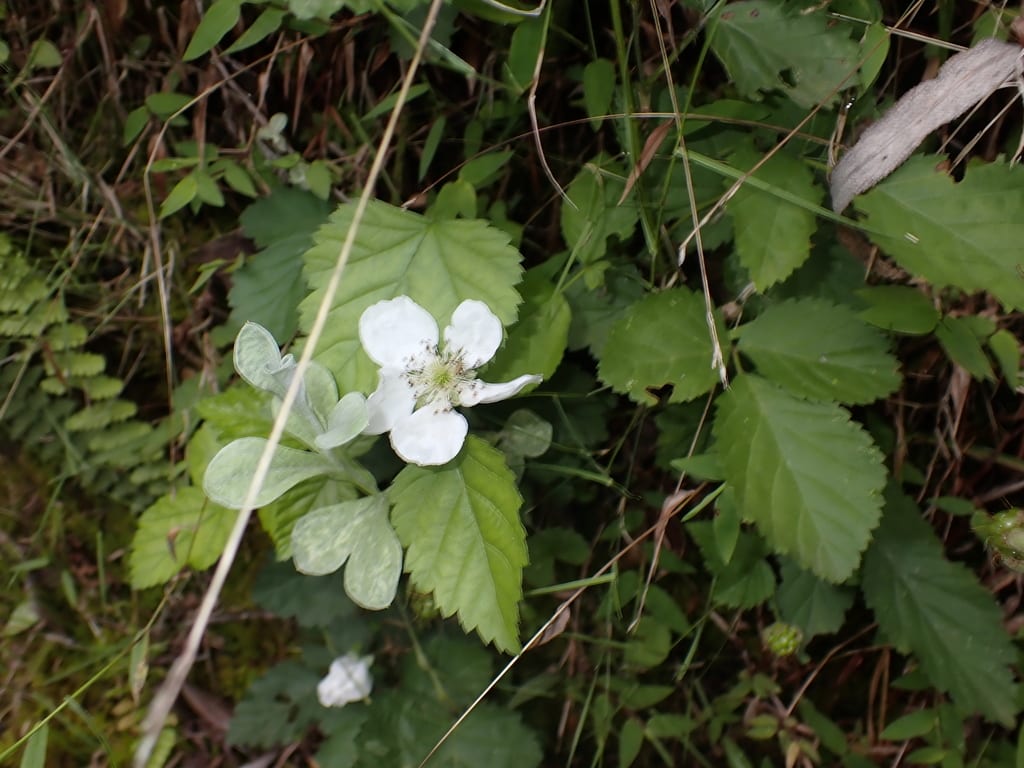 Lucretia dewberry (Rubus roribaccus)