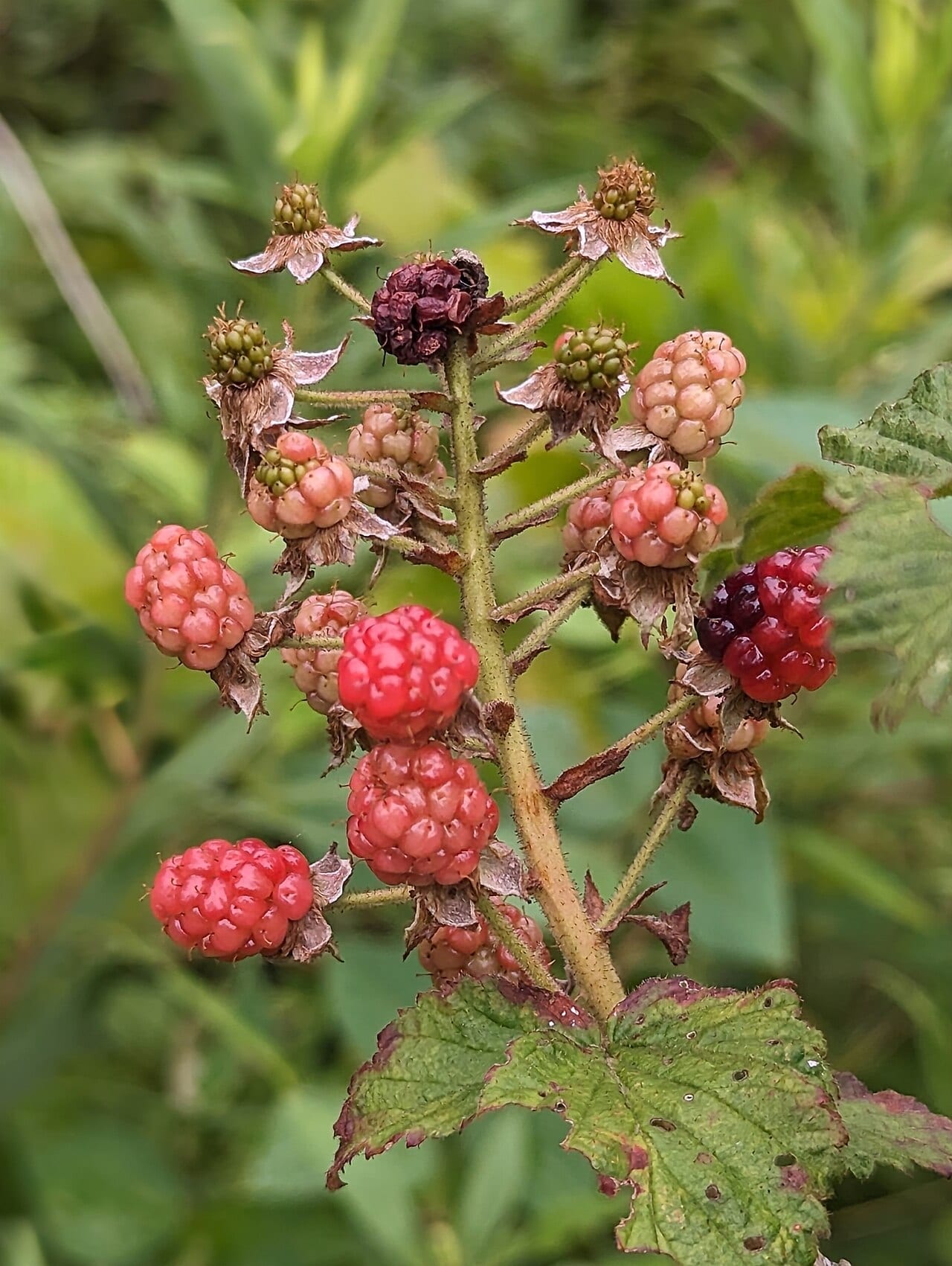 Rose blackberry (Rubus rosa)