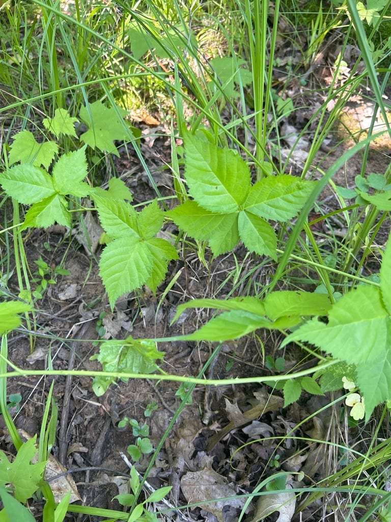Steele's dewberry (Rubus steelei)