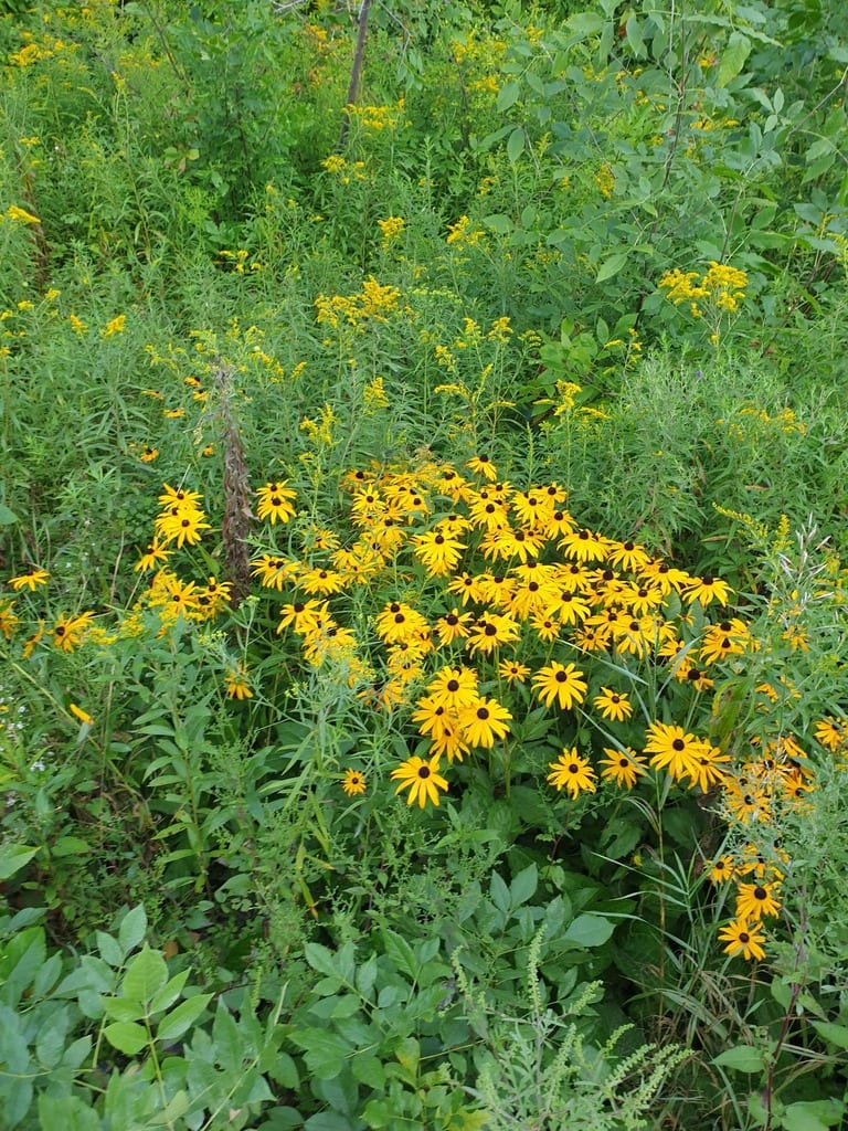 Orange coneflower (Rudbeckia fulgida var. fulgida)