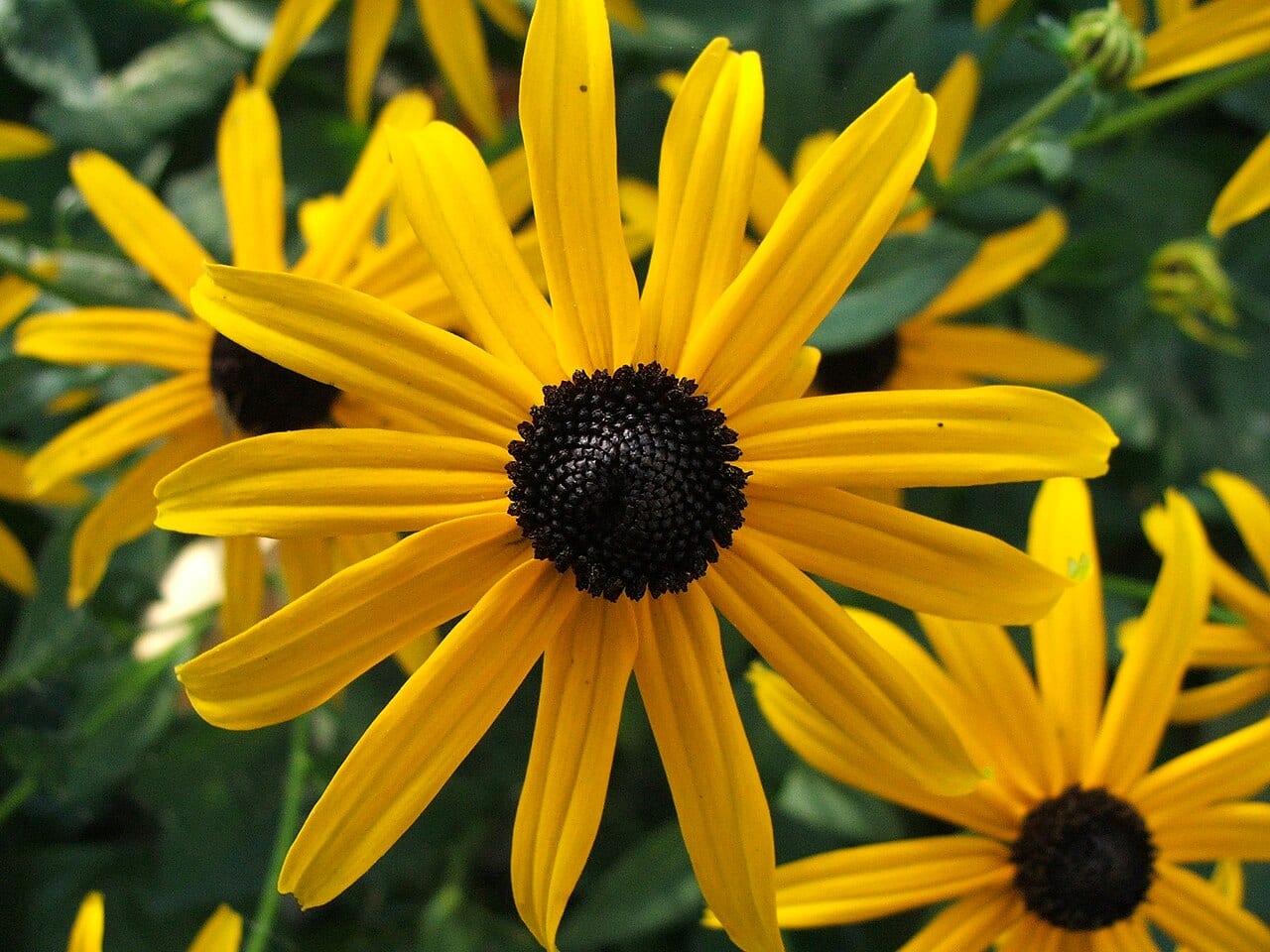 Orange coneflower (Rudbeckia fulgida)