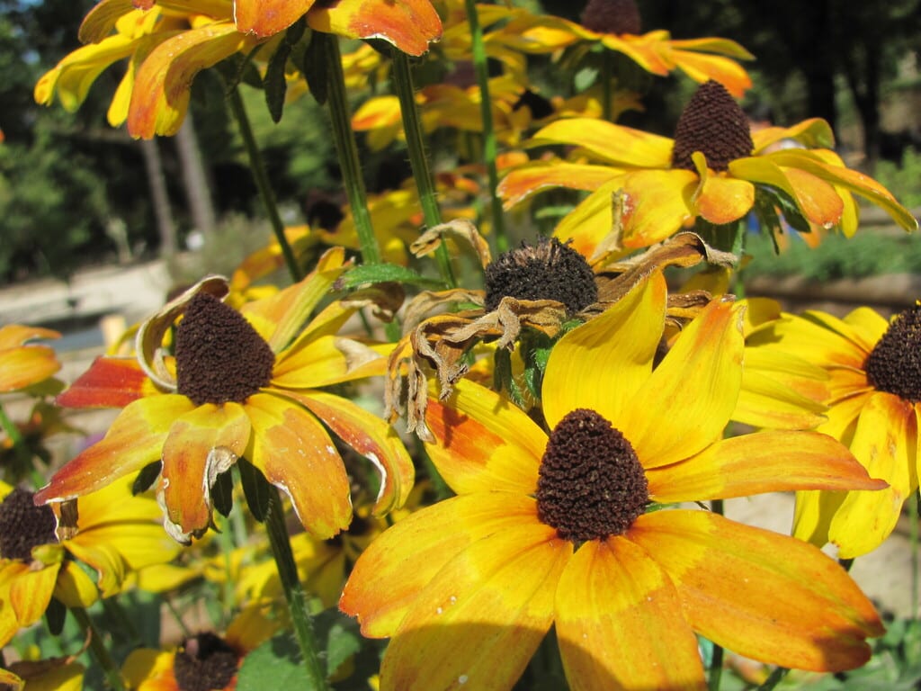 Rough coneflower (Rudbeckia grandiflora var. alismifolia)