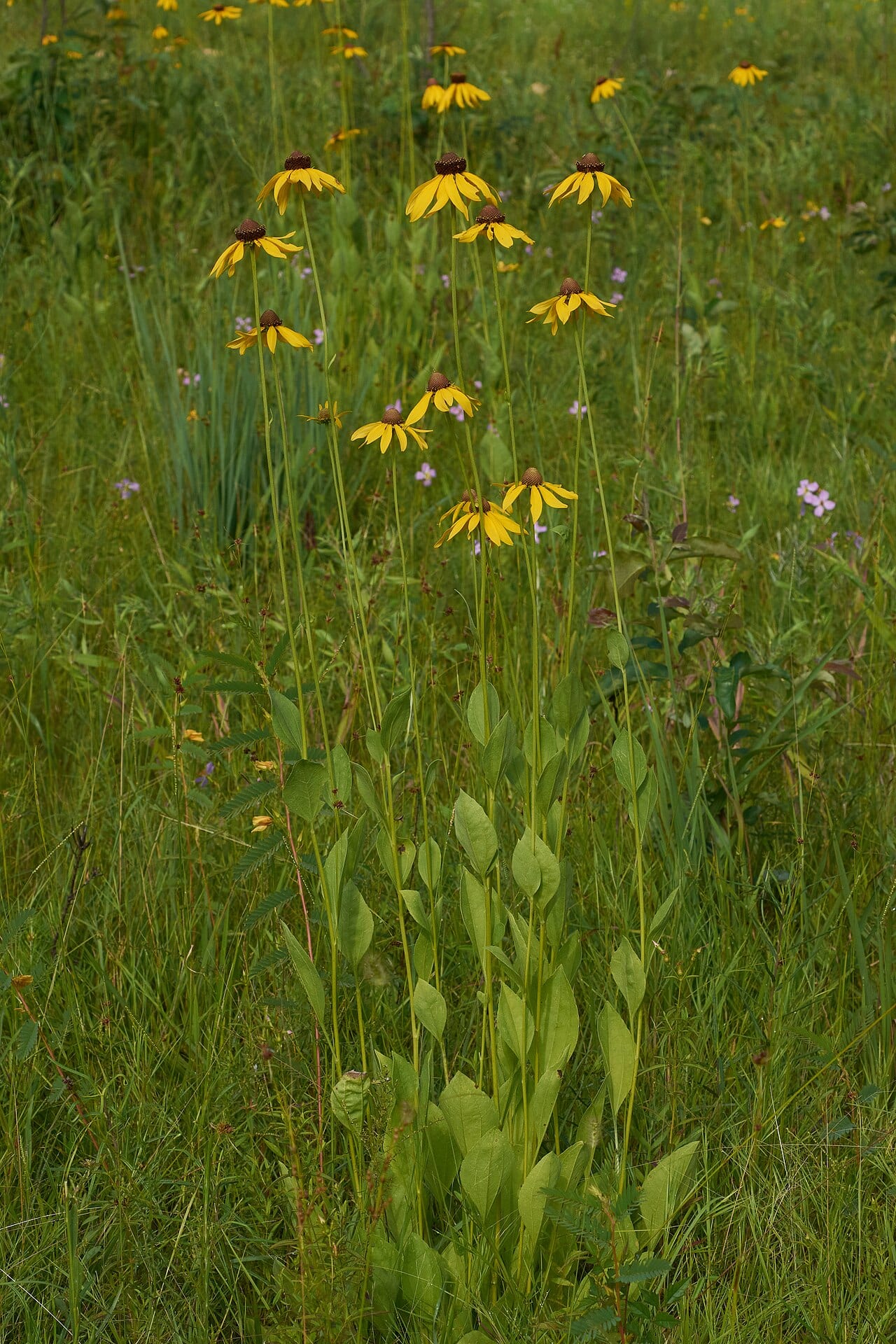 Rough coneflower (Rudbeckia grandiflora)