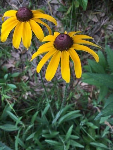 Black-eyed susan (Rudbeckia hirta var. pulcherrima)