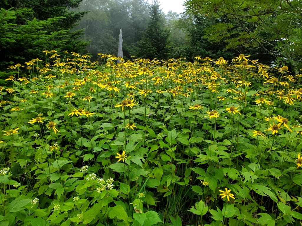 Cutleaf coneflower (Rudbeckia laciniata var. laciniata)