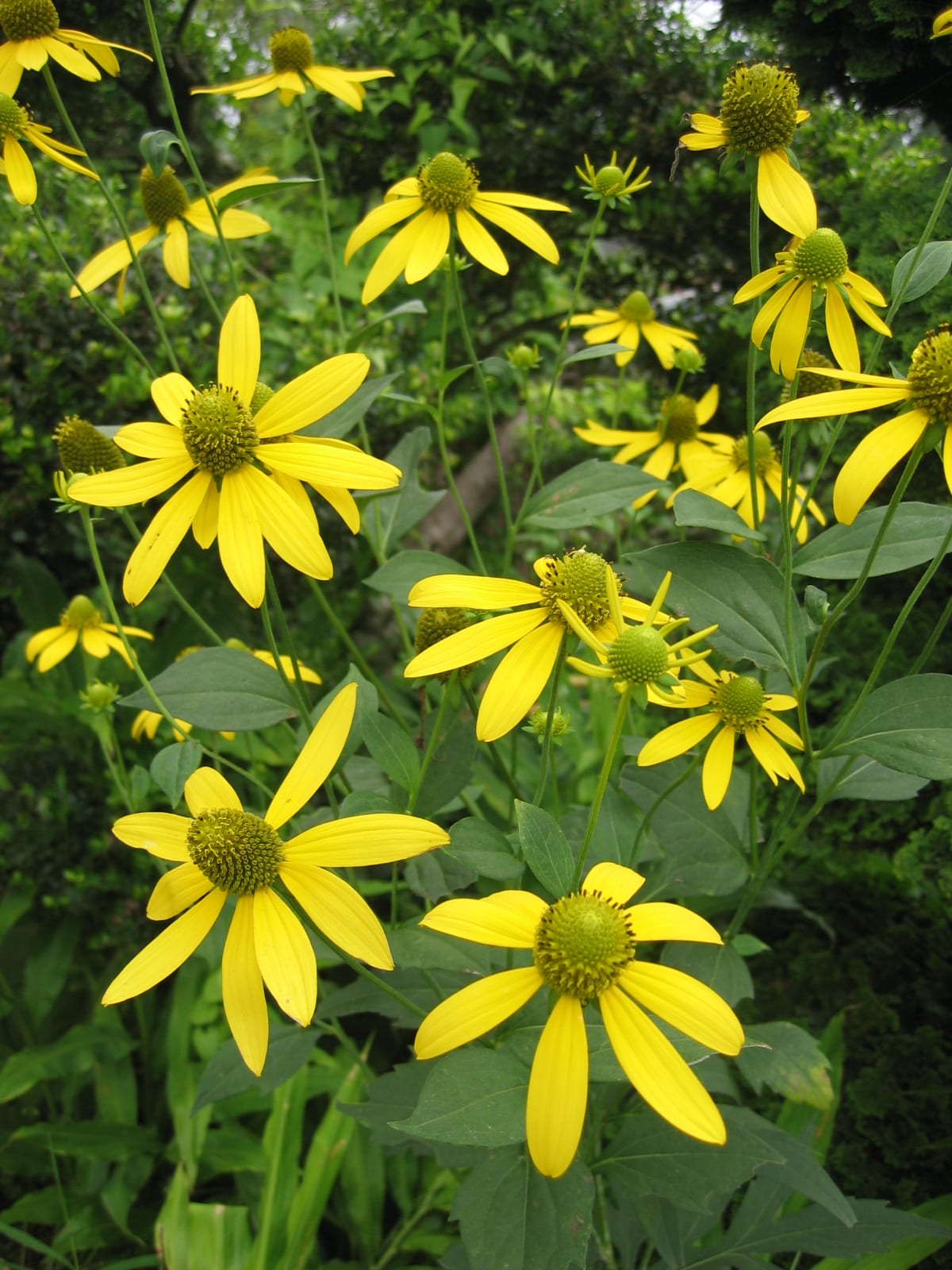 Green-headed coneflower (Rudbeckia laciniata)