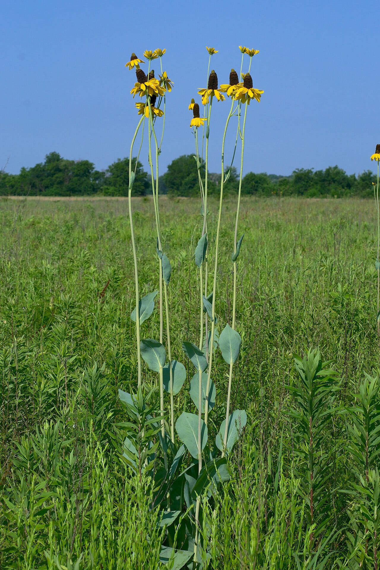Giant coneflower (Rudbeckia maxima)