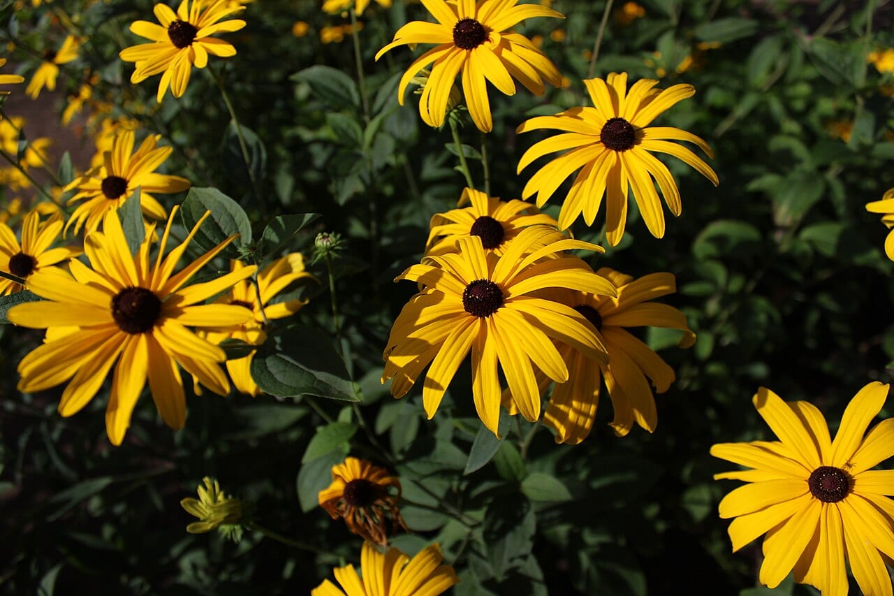 Sweet coneflower (Rudbeckia subtomentosa)