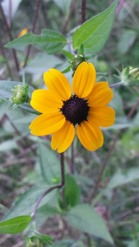 Browneyed susan (Rudbeckia triloba var. triloba)