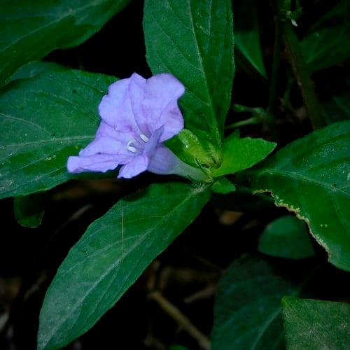 Carolina wild petunia (Ruellia caroliniensis var. caroliniensis)
