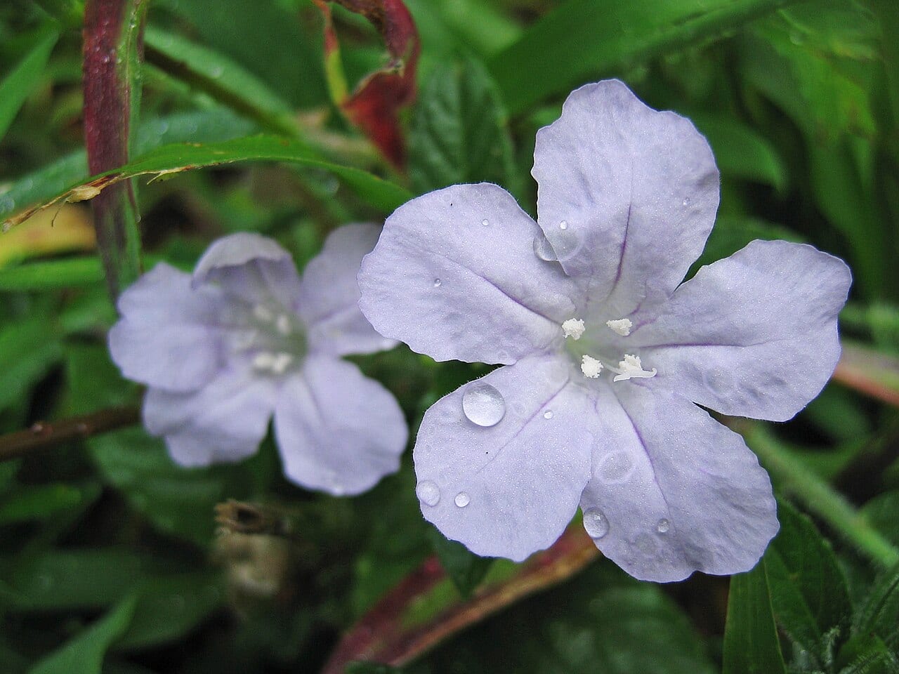 Carolina wild petunia (Ruellia caroliniensis)