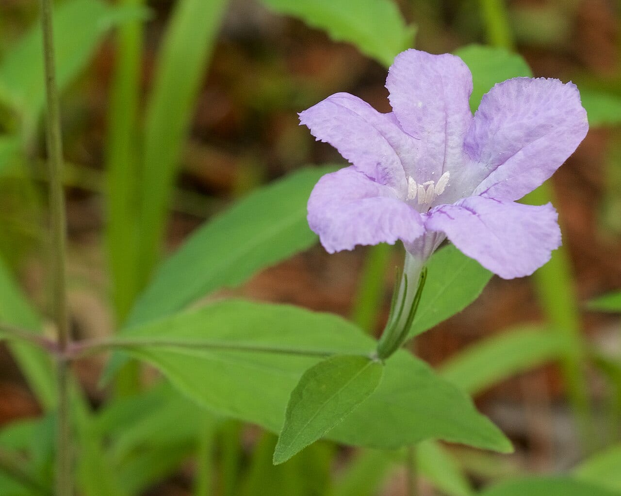 Stalked wild petunia (Ruellia pedunculata)