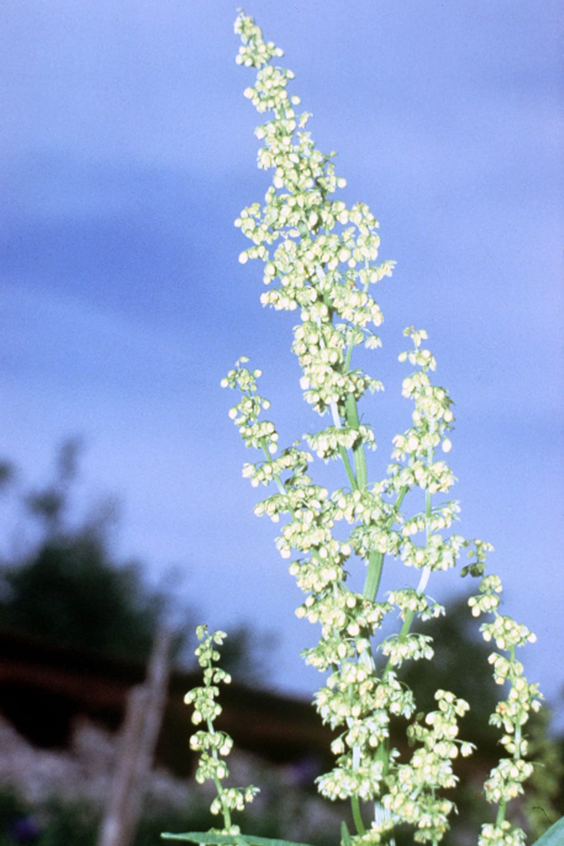 Pale dock (Rumex altissimus)