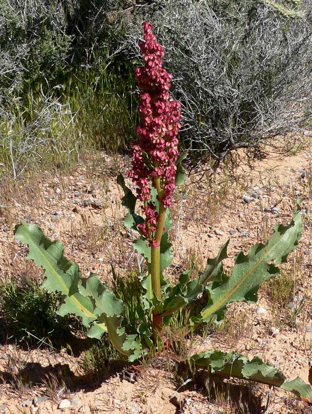 Canaigre dock (Rumex hymenosepalus)
