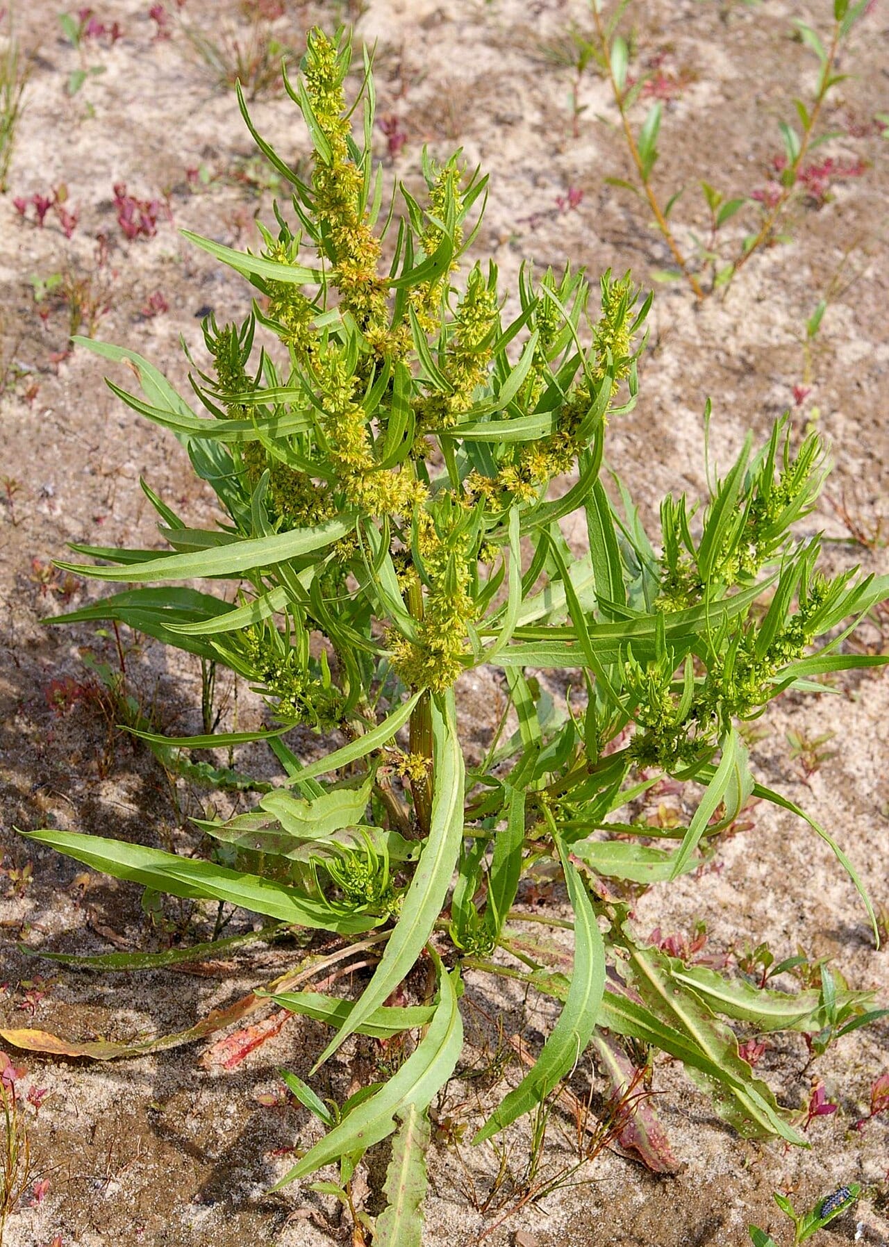 Golden dock (Rumex maritimus)
